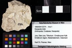 Foto (Objket + Etiketten) von Decapoda indet. 